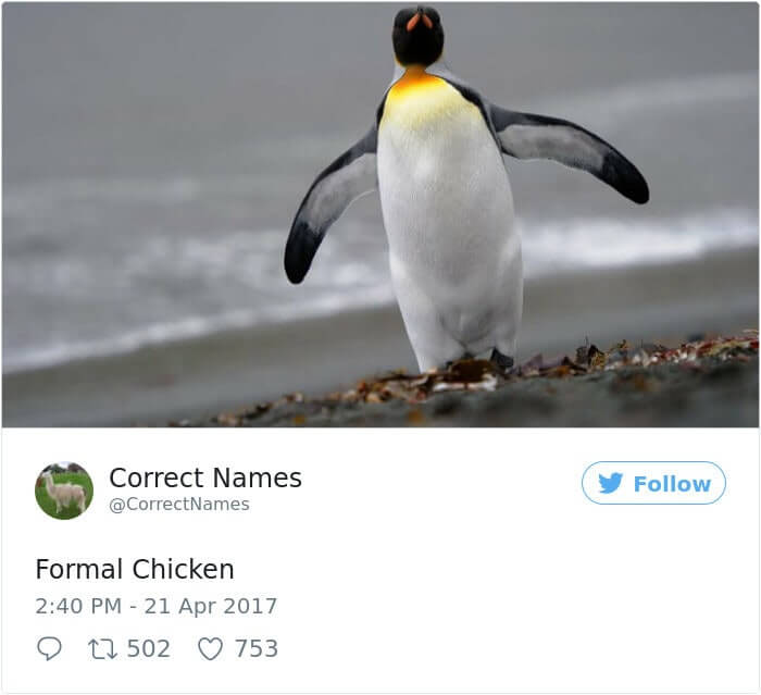 Formal Chicken