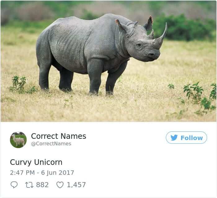 Curvy Unicorn