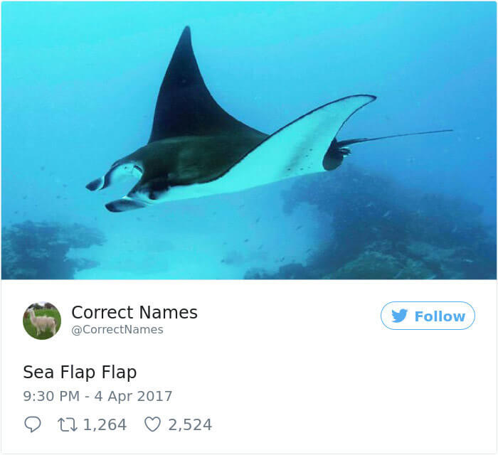 Sea Flap Flap