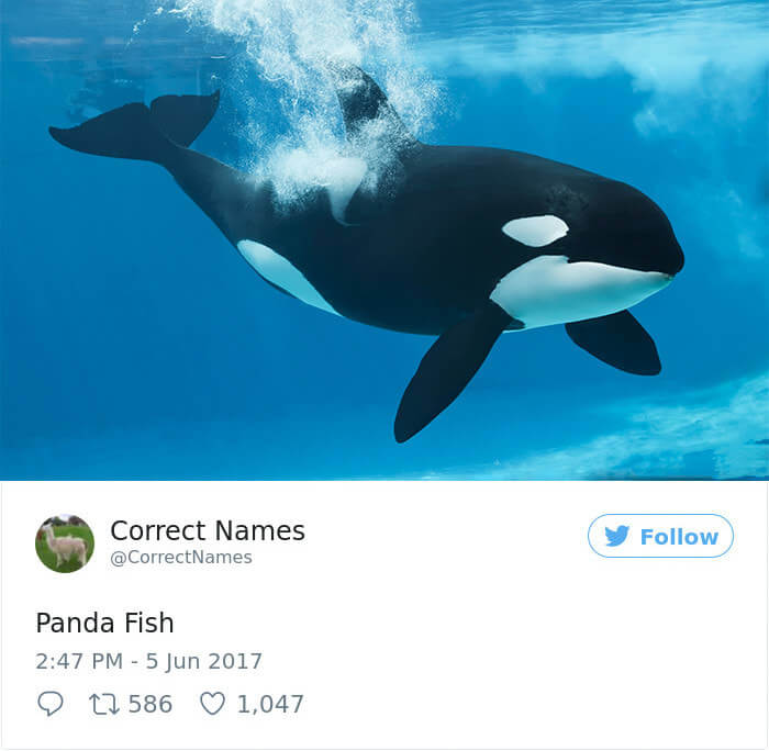 Panda Fish