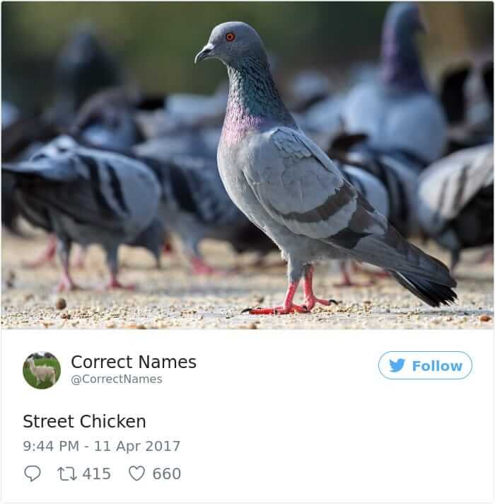 Street Chicken