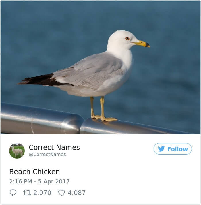 Beach Chicken