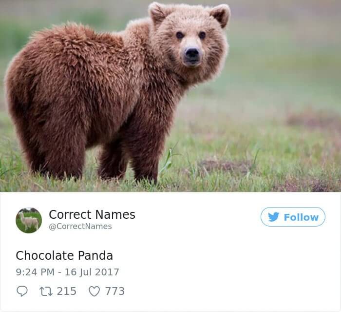 Chocolate Panda