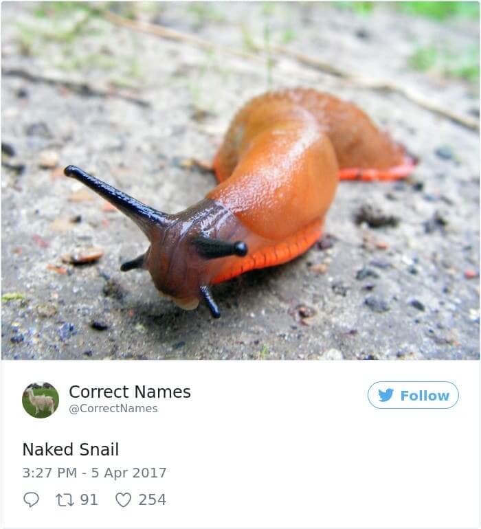 Naked Snail