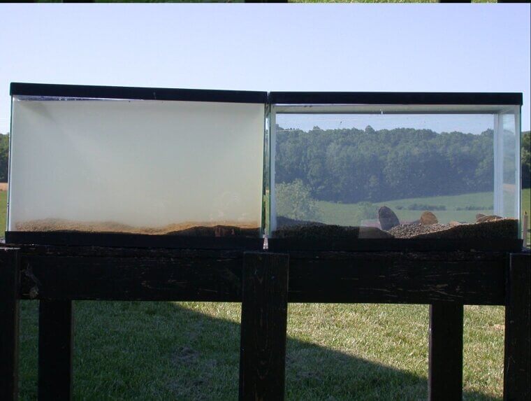 Los mejillones molan m谩s de lo que pens谩bamos