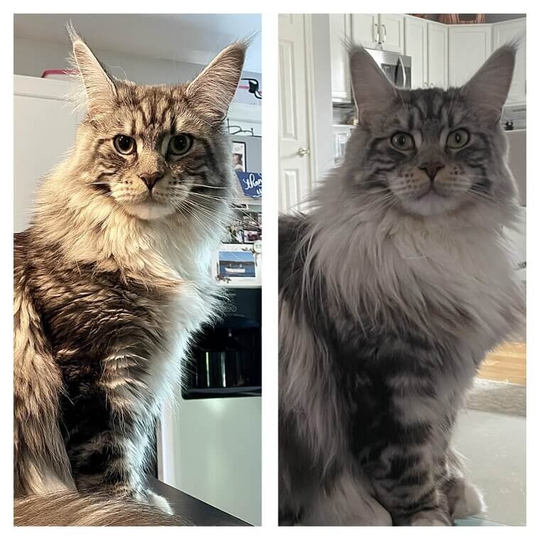 Es una majestuosa mufa