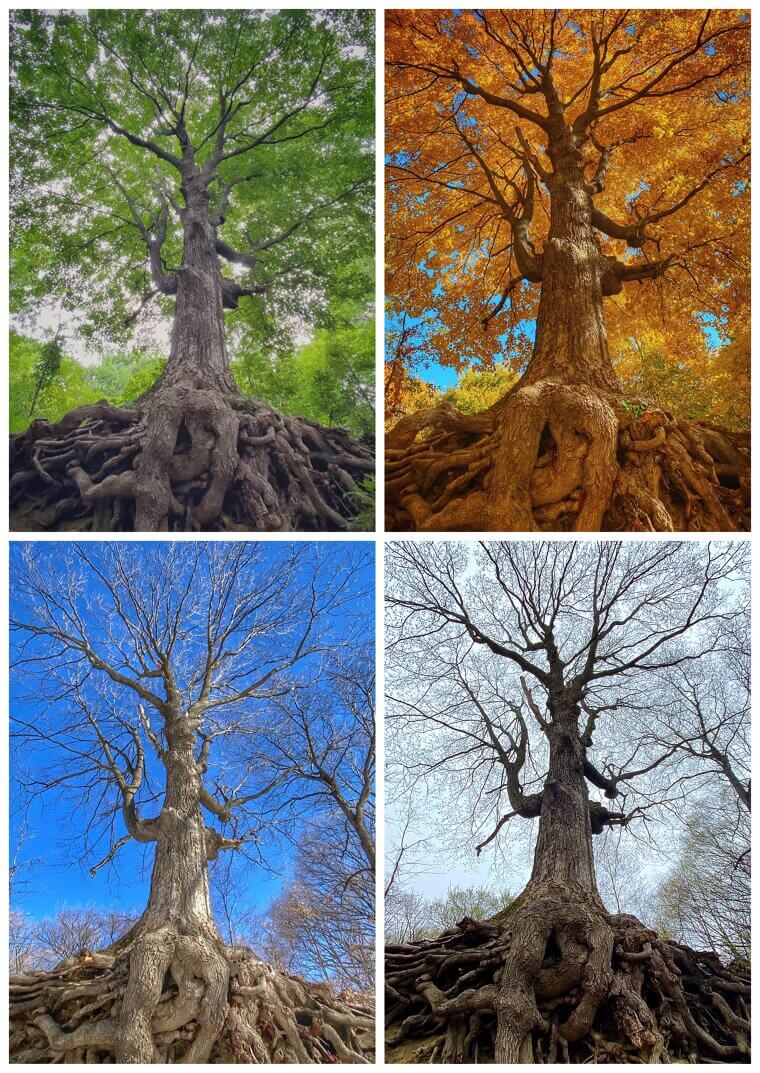 Un 谩rbol en cuatro estaciones