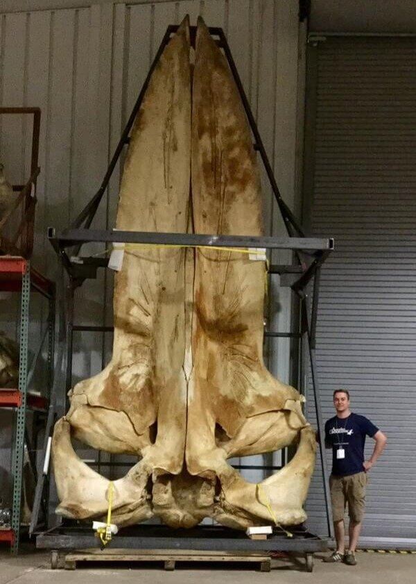 Cr谩neo de ballena comparado con el tama帽o humano