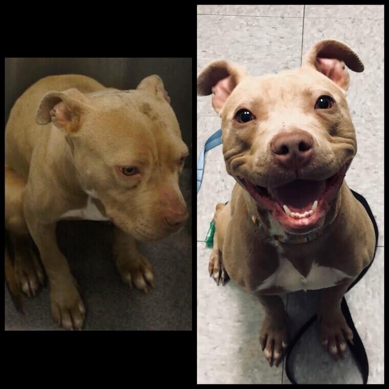 S贸lo un d铆a despu茅s de la adopci贸n, 隆qu茅 cambio tan incre铆ble!