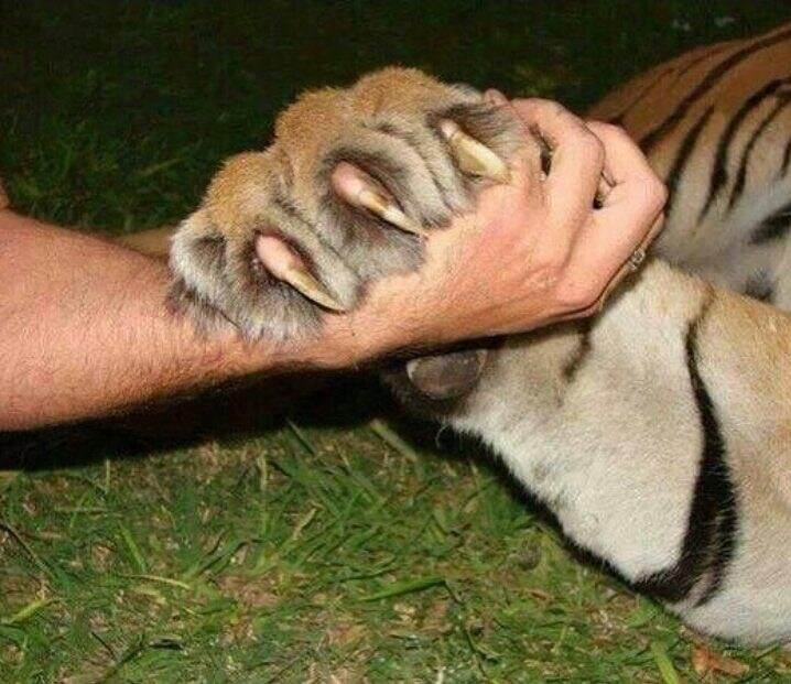 Una enorme pata de tigre contra una mano humana