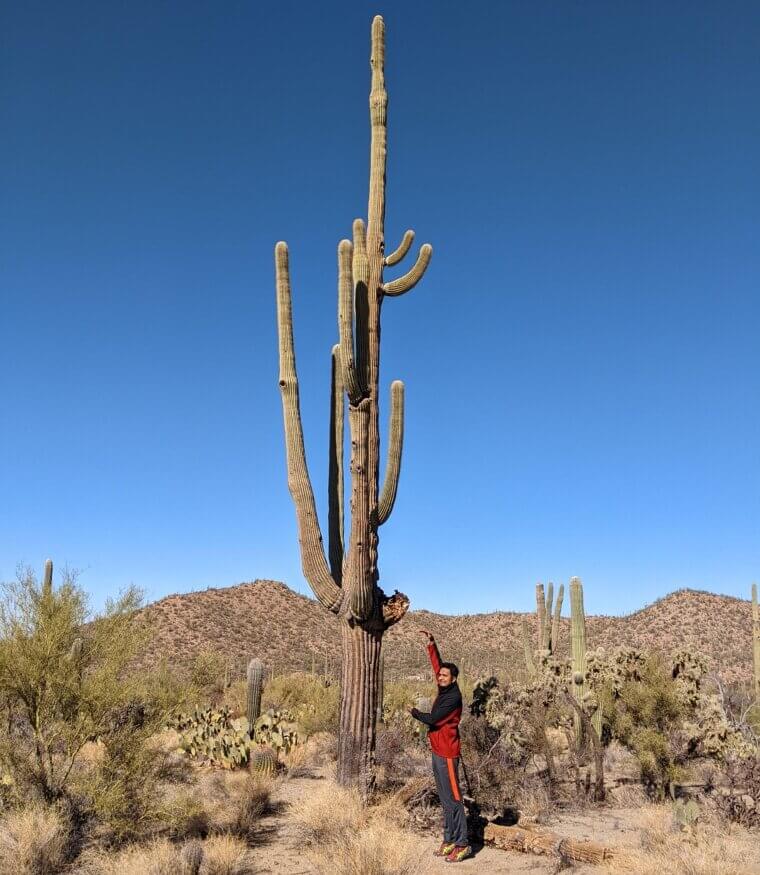 Los cactus pueden crecer mucho