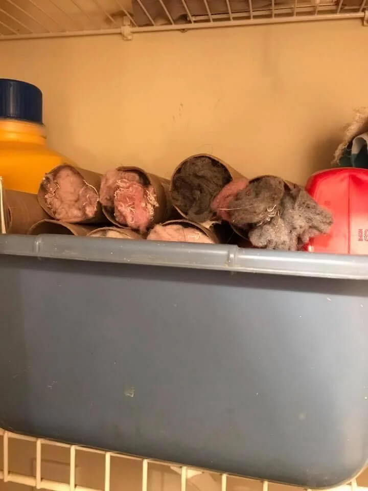 Save Dryer Lint In Paper Towel Rolls For Fire Starters