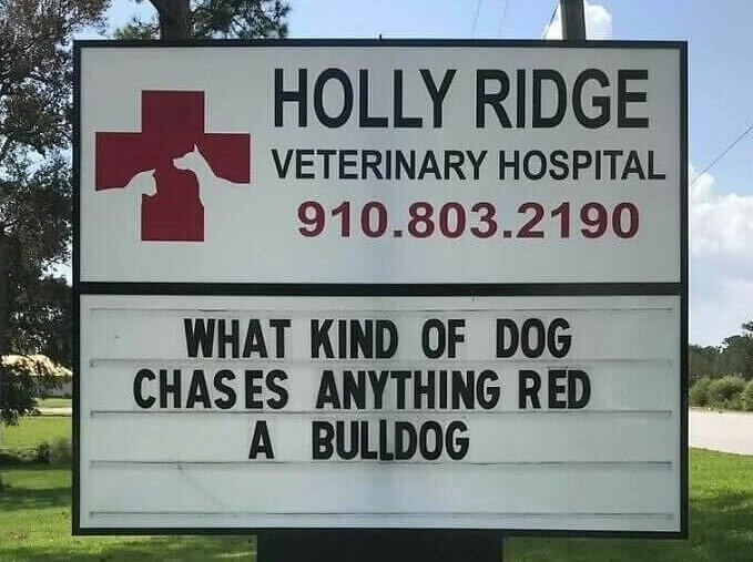 The Canines That Matadors Fear the Most