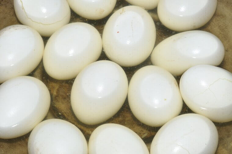 Cholesterol In Eggs Raises Your Cholesterol