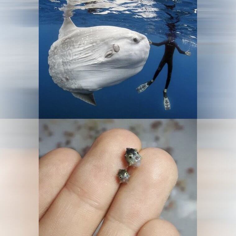 大人のマンボウ vs 赤ちゃんマンボウ