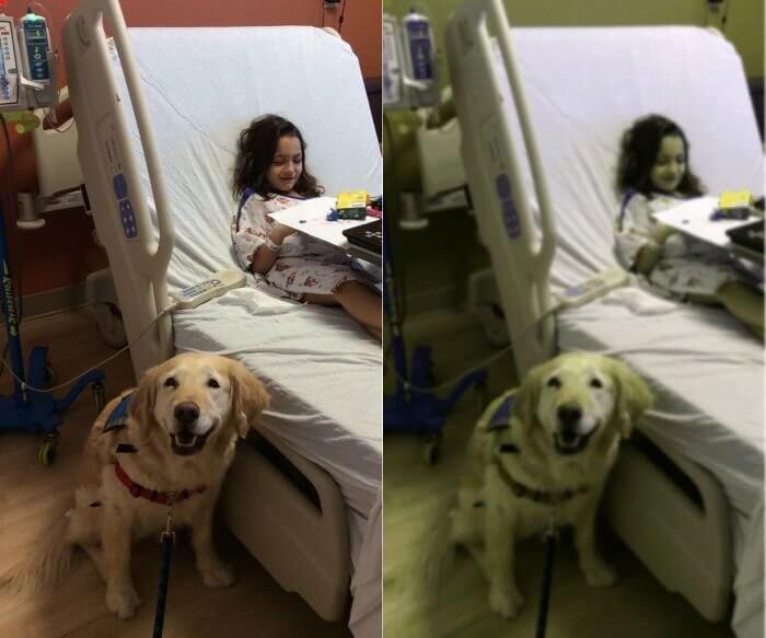 人間の視界 vs 犬の視界
