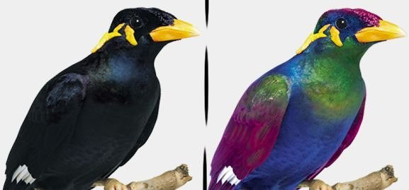 人間の目から見た色 vs 鳥の目から見た色