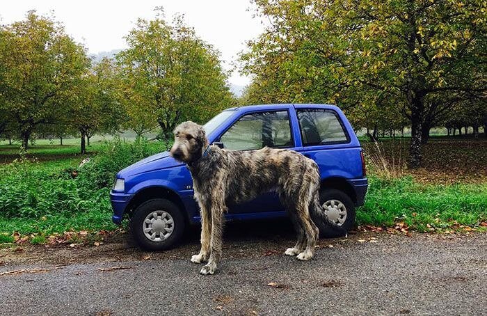 車が小さいのか、犬が大きいのか