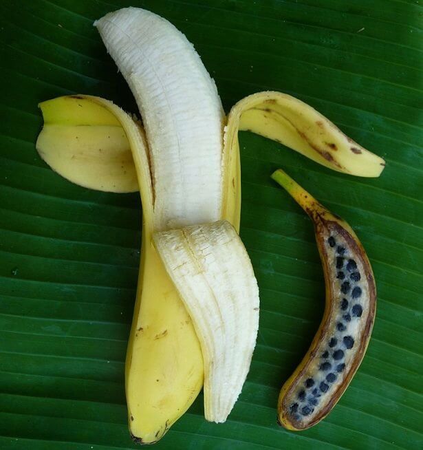 品種改良前後のバナナ