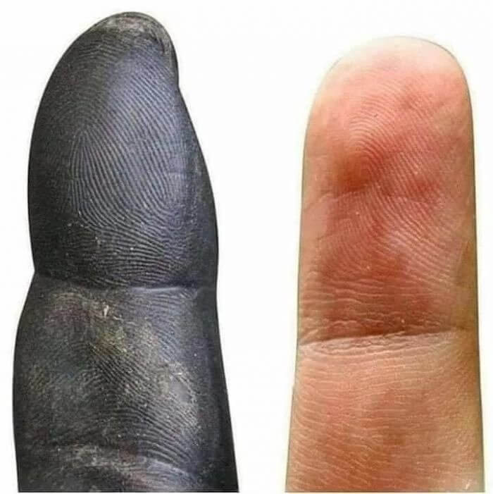 人間の指とチンパンジーの指