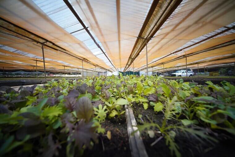 Organic and Local Produce