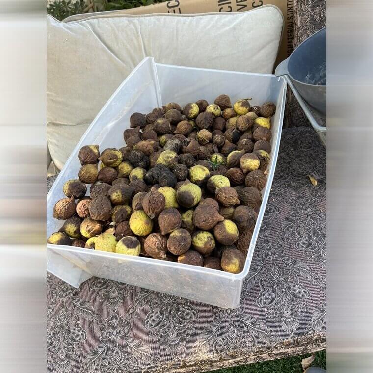 Walnuts Lose Omega Fats Rapidly So Smell For Paint Thinner Odor