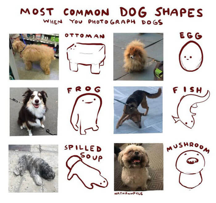 The Most Common Dog Shapes