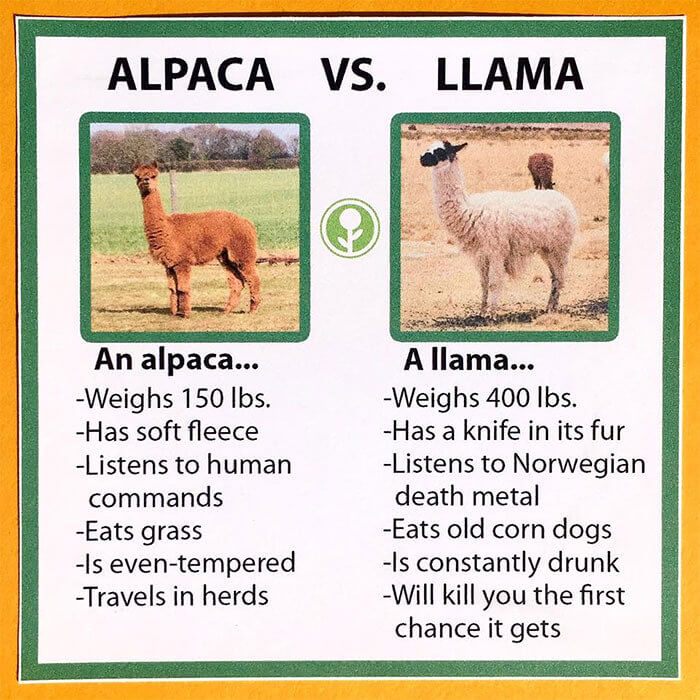 The Most Important Differences Between an Alpaca Vs Llama