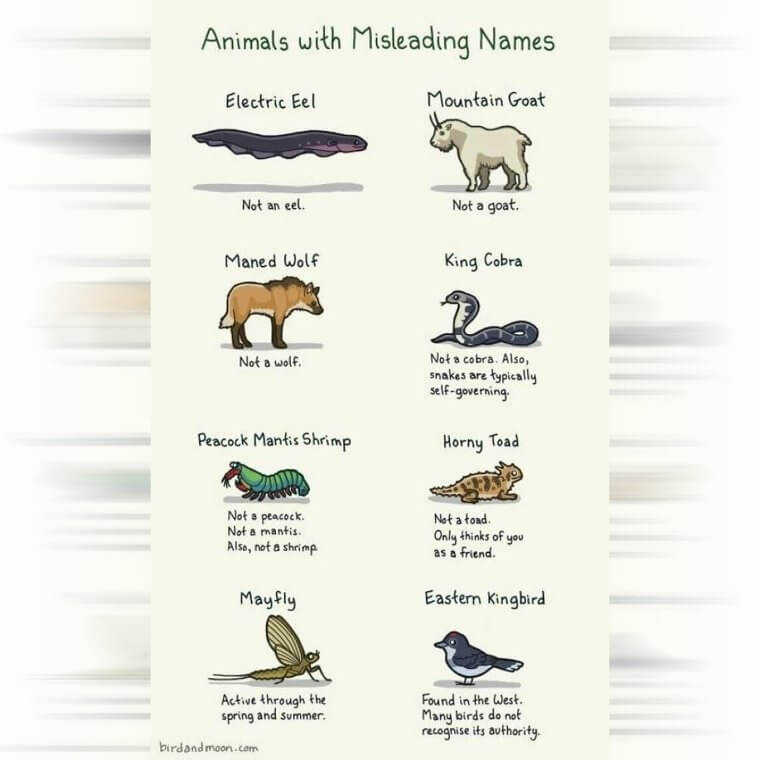 Animals With Names That Have Nothing to Do With Their Species