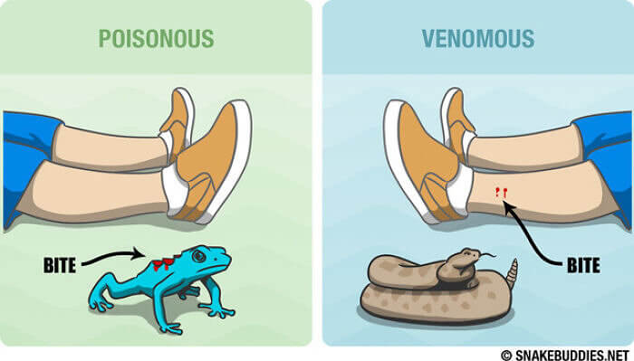 Knowing the Difference Between Poisonous and Venomous Is Important