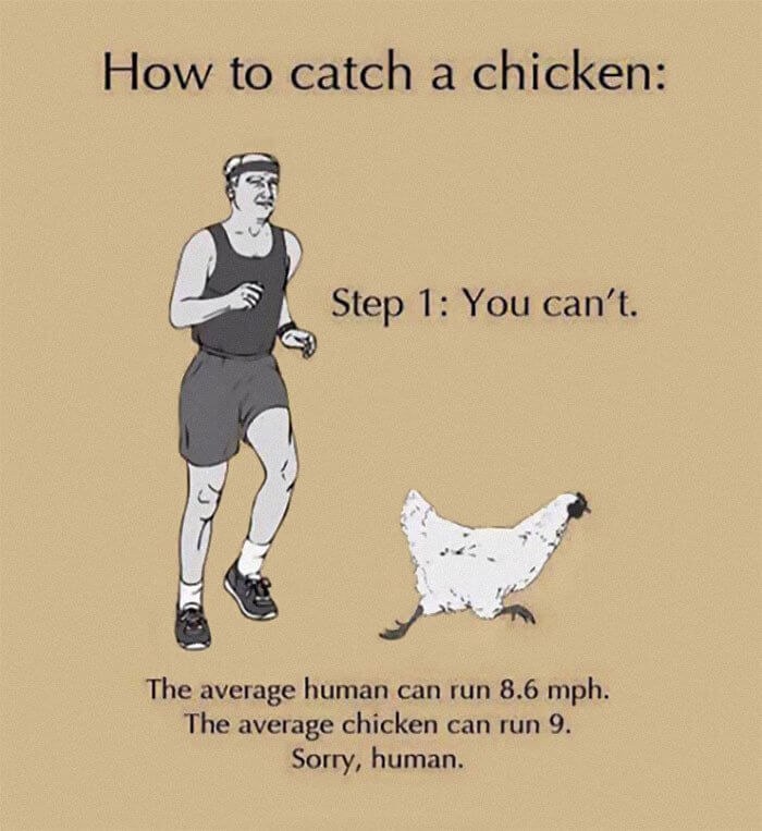 The Best Guide on How to Catch a Chicken