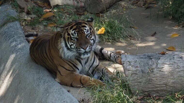 Zoo Keeper, Farmhand, or Handler