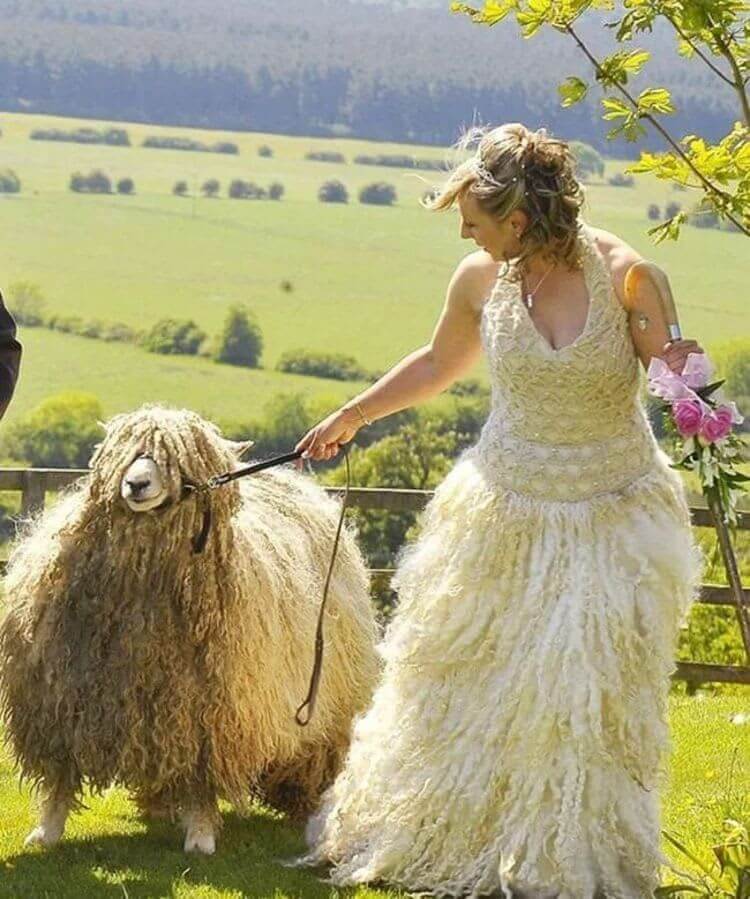 Let’s Do This, Sheep And Bride