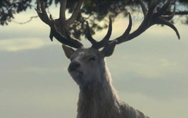 The Sudden Appearance of a Rare White Animal Is Intentional