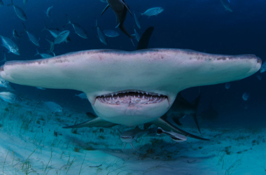 Deze vreemde en angstaanjagende foto's zijn niet voor zwakkelingen