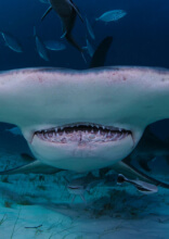 Ces Photos Étranges Et Terrifiantes Ne Sont Pas Pour Les Âmes Sensibles