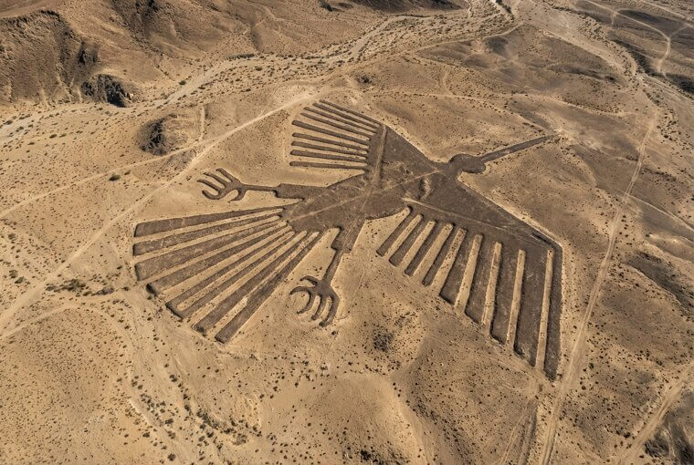 Secrets of the Desert: A Mysterious Bird Emerges From the Sand!