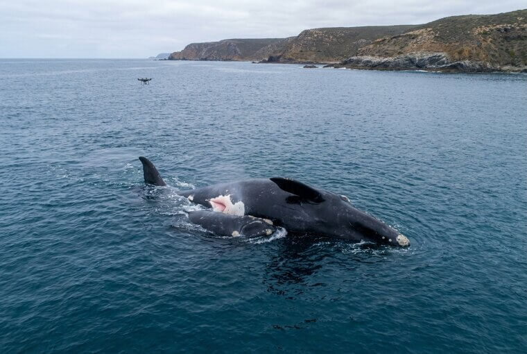 Whale Bonding Moment Captured from Above