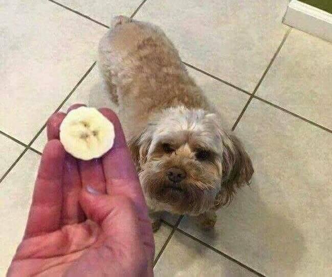 Banana Dog Or Dog Banana