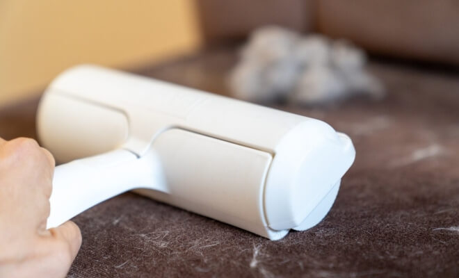The Pet Hair Removers That Actually Work on Velvet Sofas