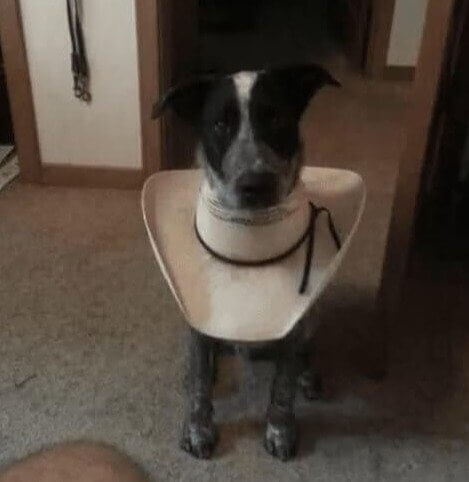 Cones de cachorro estão tão fora de moda, os chapéus de cowboy são a nova tendência