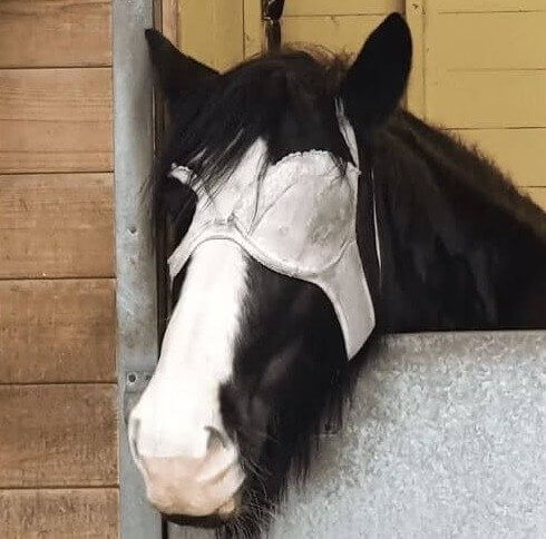 Um truque simples com sutiãs para os amantes de cavalos