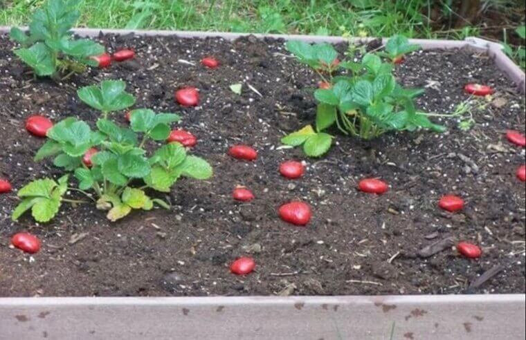 Livre-se dos pássaros colocando frutas falsas na sua plantação