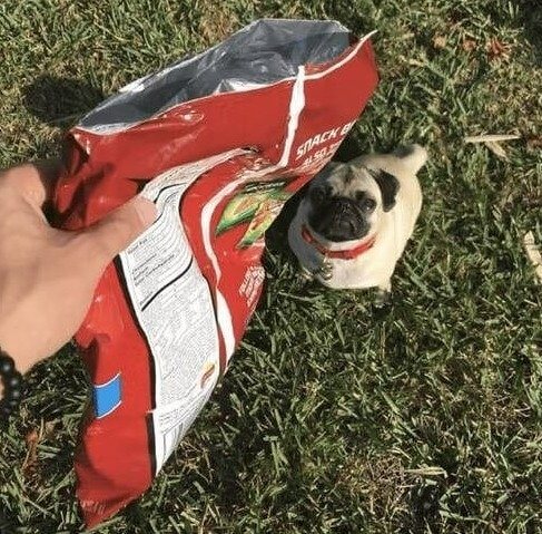 Sem coleira, sem problema