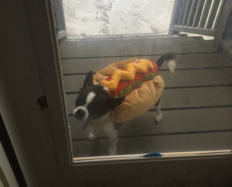 Certifique-se de que seu pequeno cãozinho não consiga escapar através da cerca