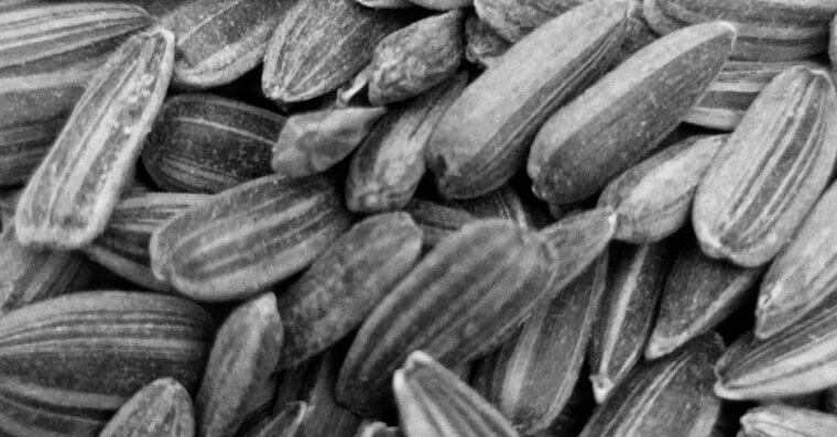 Sunflower Seeds