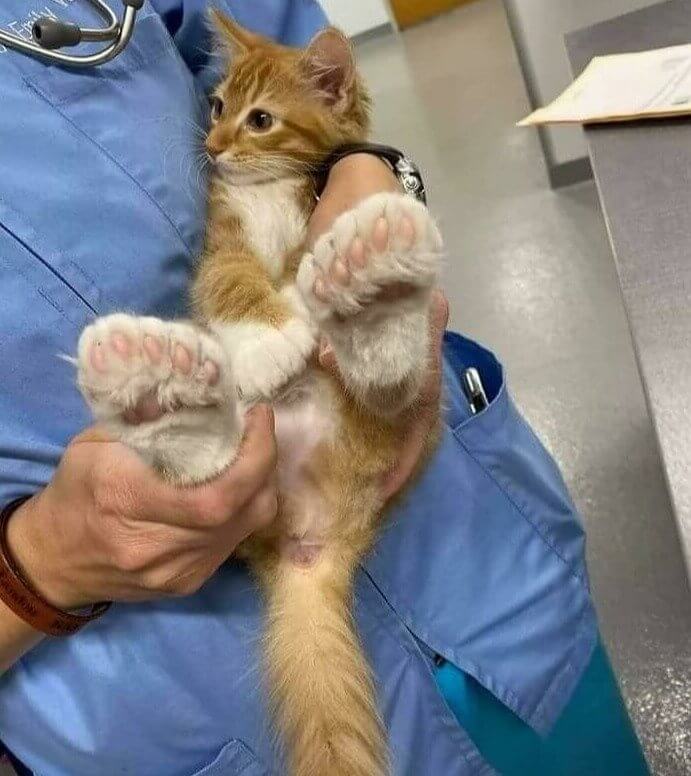 Un chaton avec des orteils supplémentaires et des pattes géantes