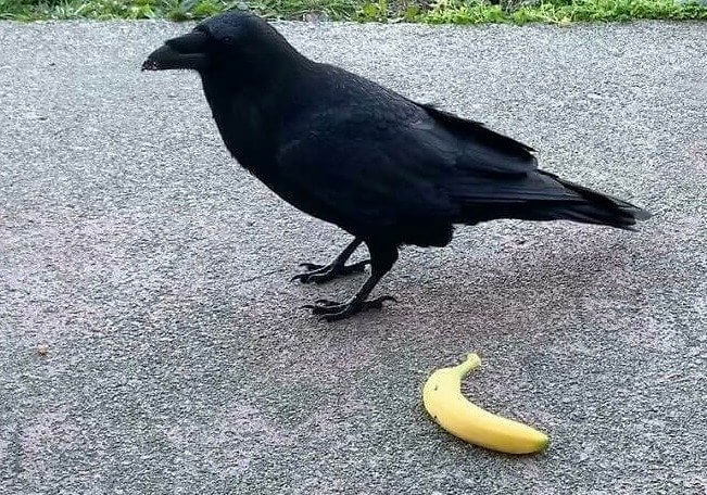 Une corneille géante fait paraître une banane moyenne minuscule