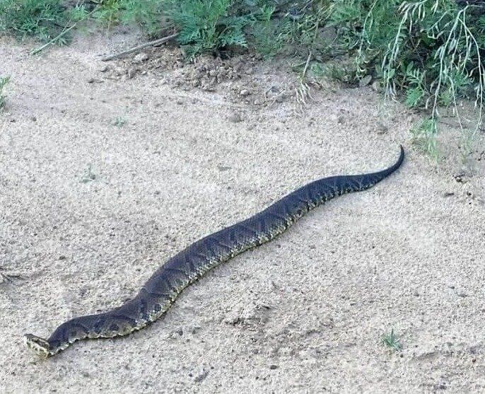 Tu n'as jamais vu un serpent à bouche de coton aussi épais