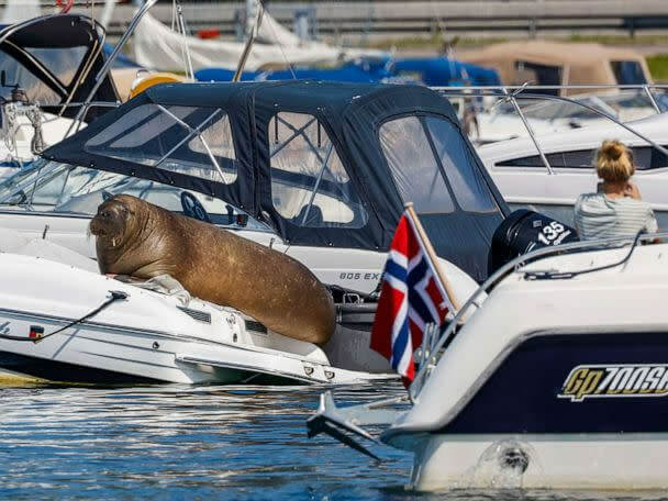 Ce lion de mer de 900 kg a coulé des bateaux